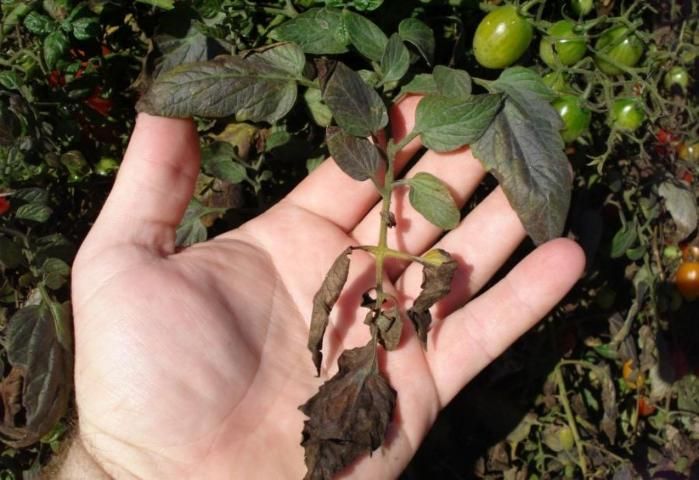 Figure 5. Apparent decline and premature senescence of tomato leaves affected by tomato purple leaf disorder.